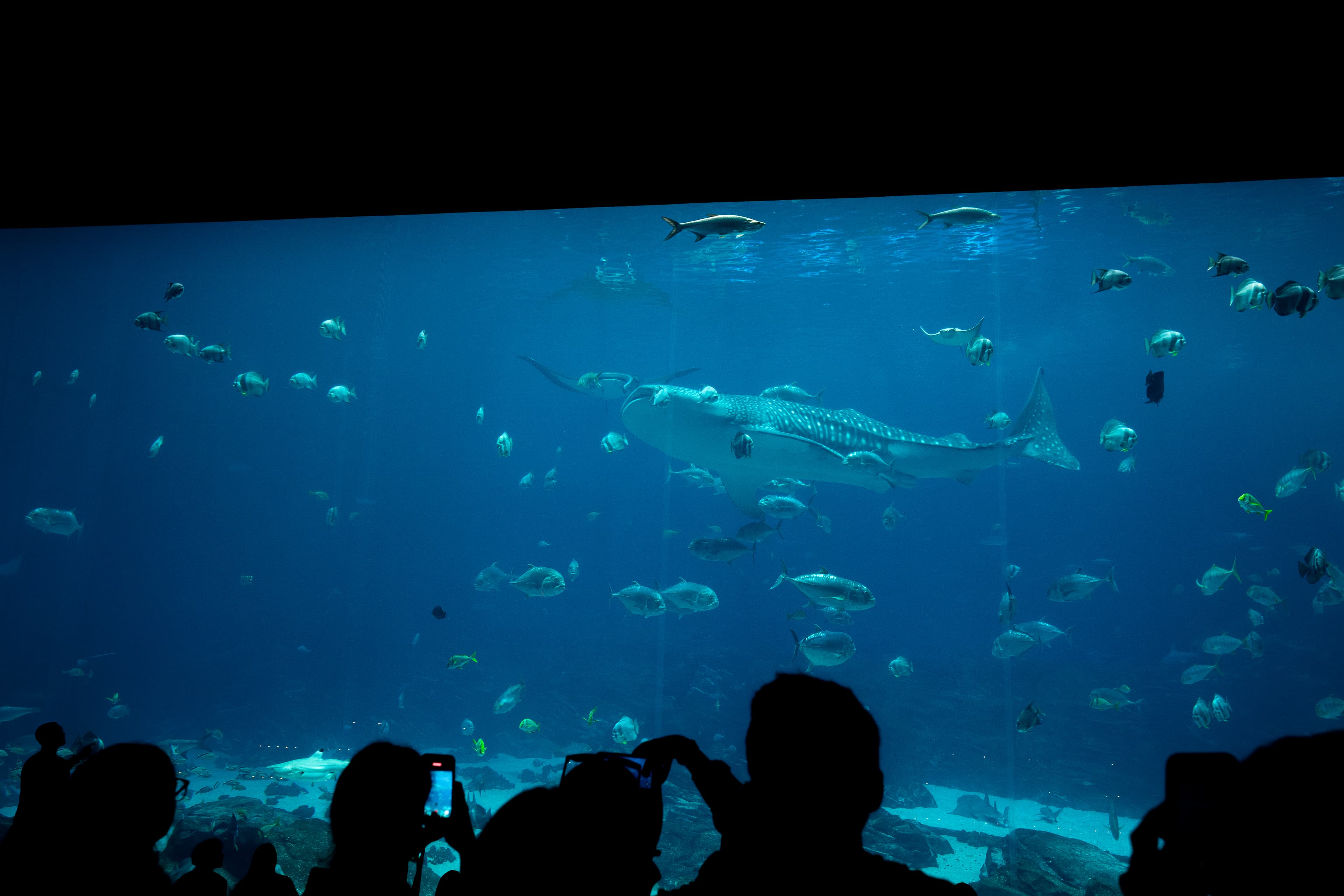 Georgia Aquarium