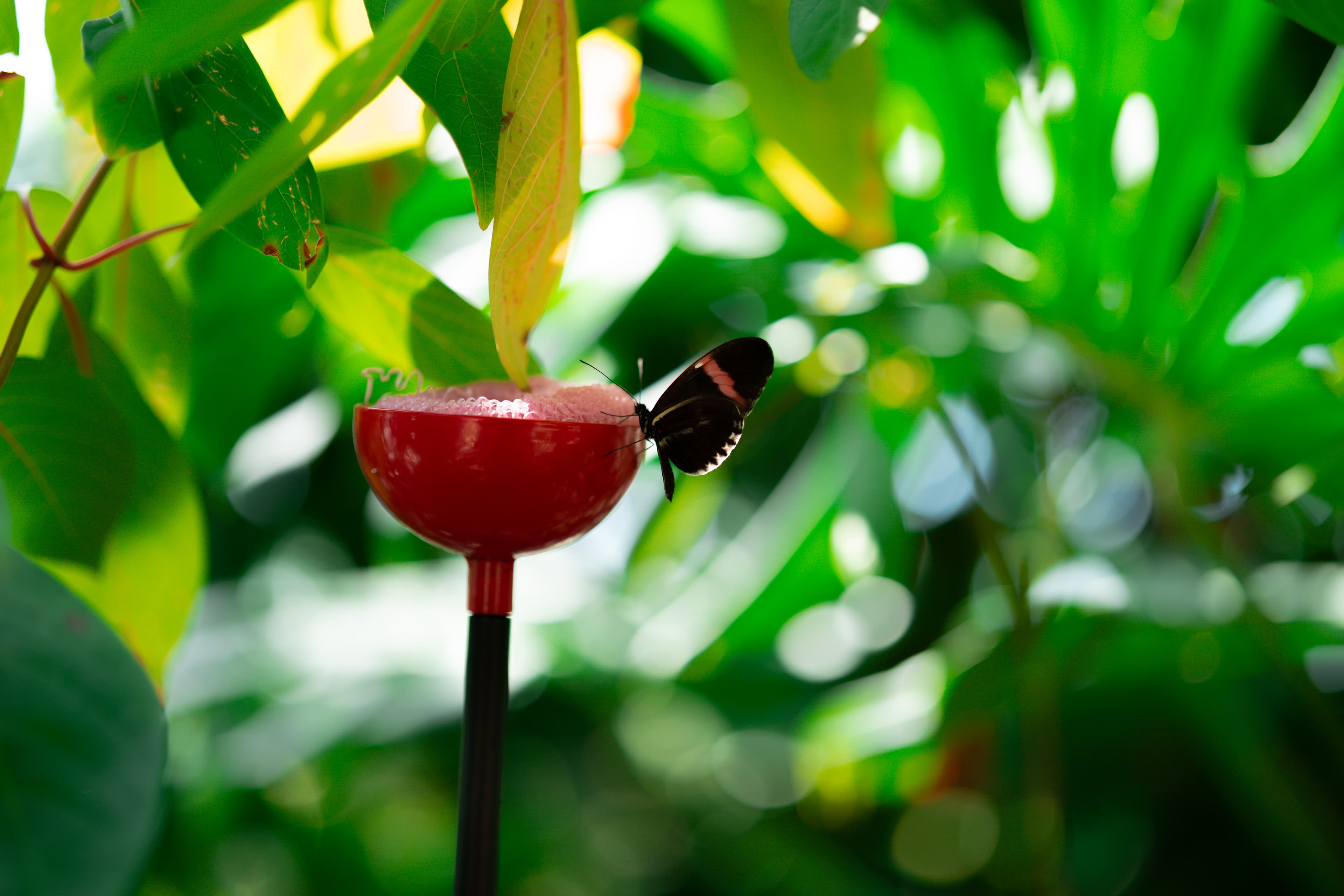 Houston Museum of Natural Science